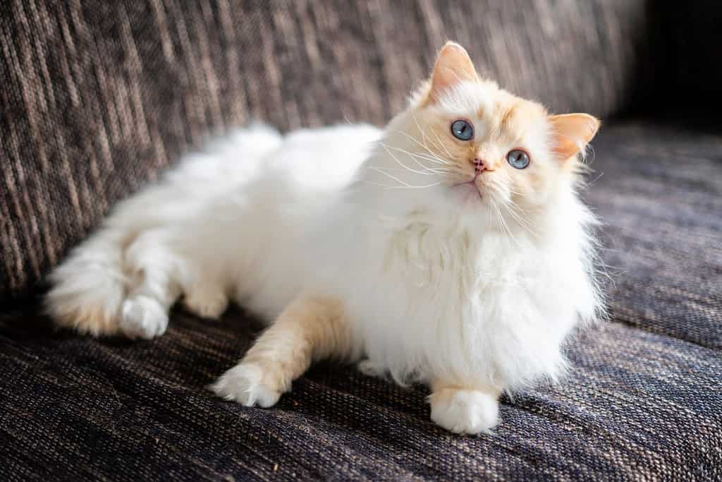 Gatto ragdoll rosso che gioca con il giocattolo