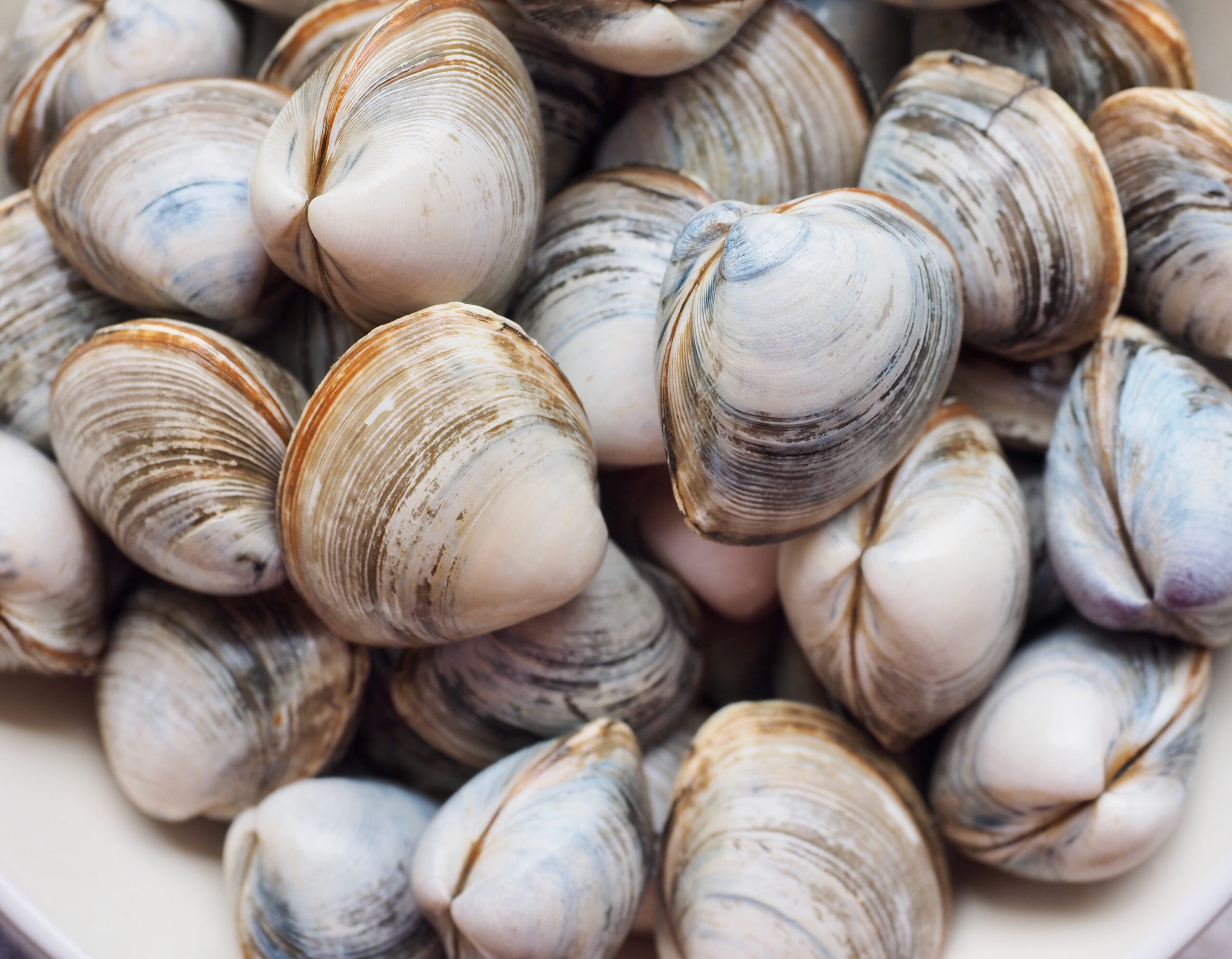 Vongole fresche in una ciotola di ceramica