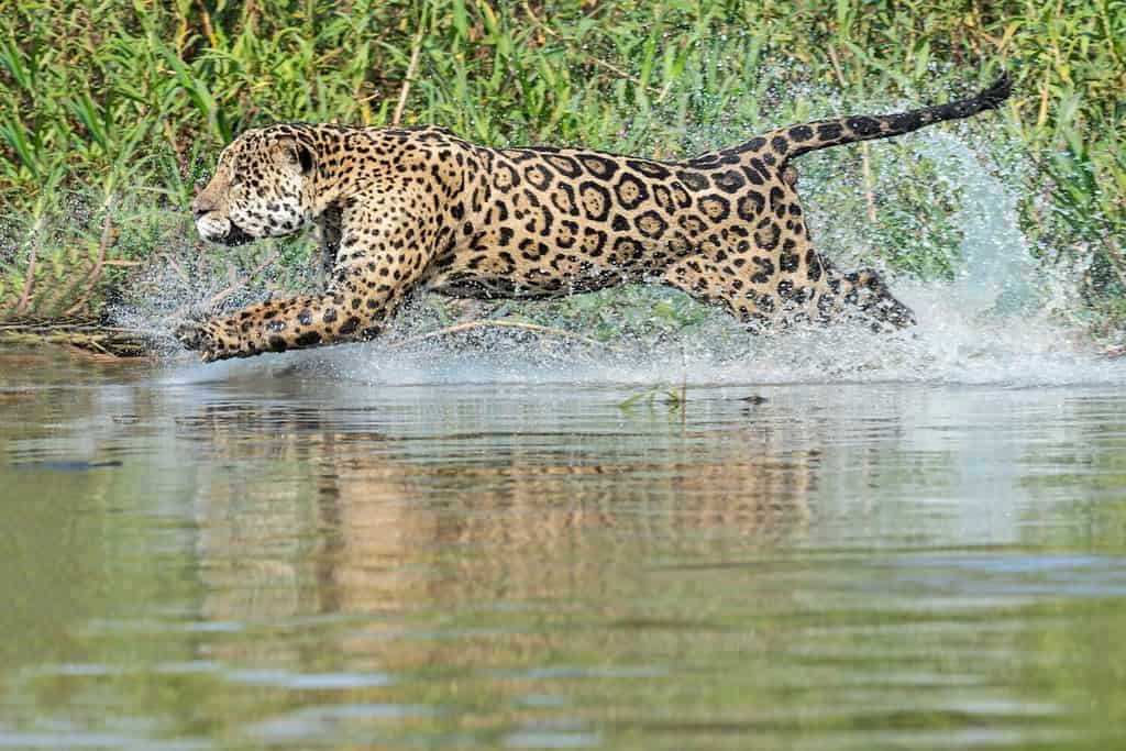 Jaguar maschio (Panthera onca) correre in acqua e a caccia, fiume Cuiaba, Pantanal, Mato Grosso, Brasile