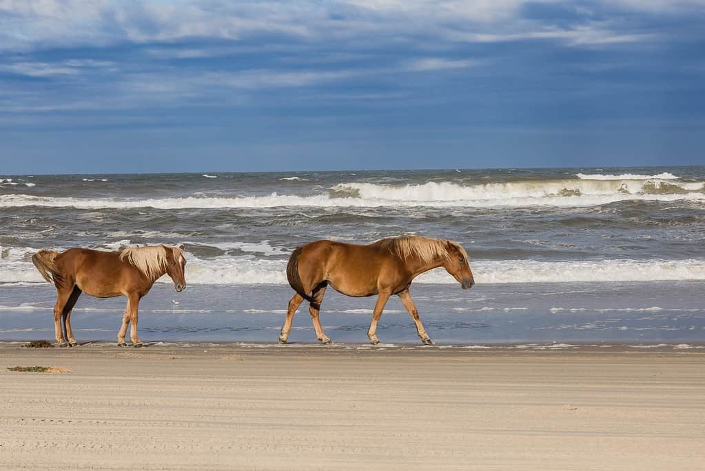 Outer Banks, Carolina del Nord, Stati Uniti