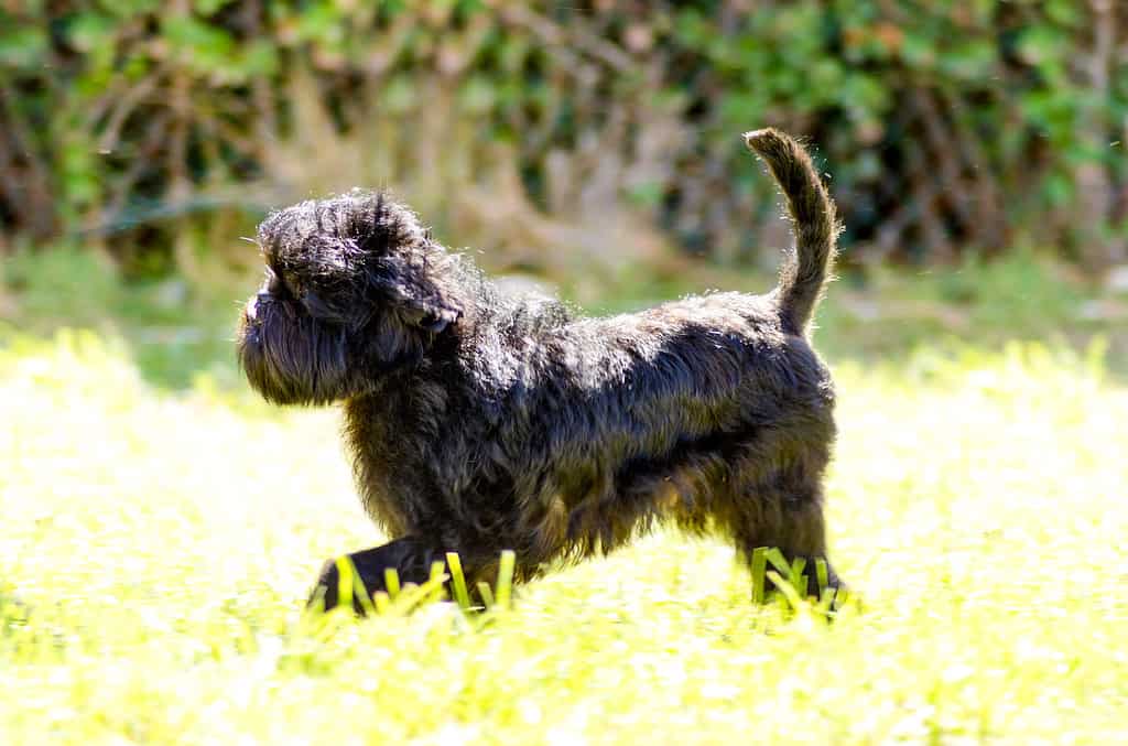 Affenpinscher, 2015, Animale, Pelo animale, Colore nero