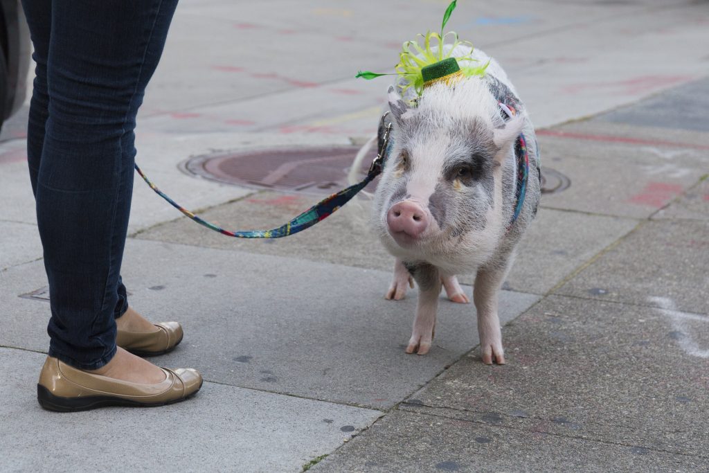 Animali domestici per il giorno di San Patrizio