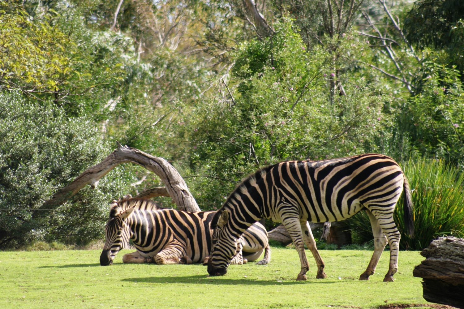 Zebra allo zoo all'aperto Victoria Australia di Werribee