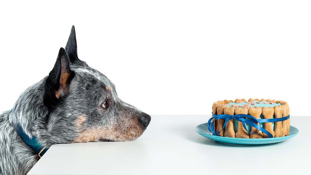 Cane bovaro australiano o heeler blu che guarda alla torta di compleanno isolata su bianco. Copia spazio
