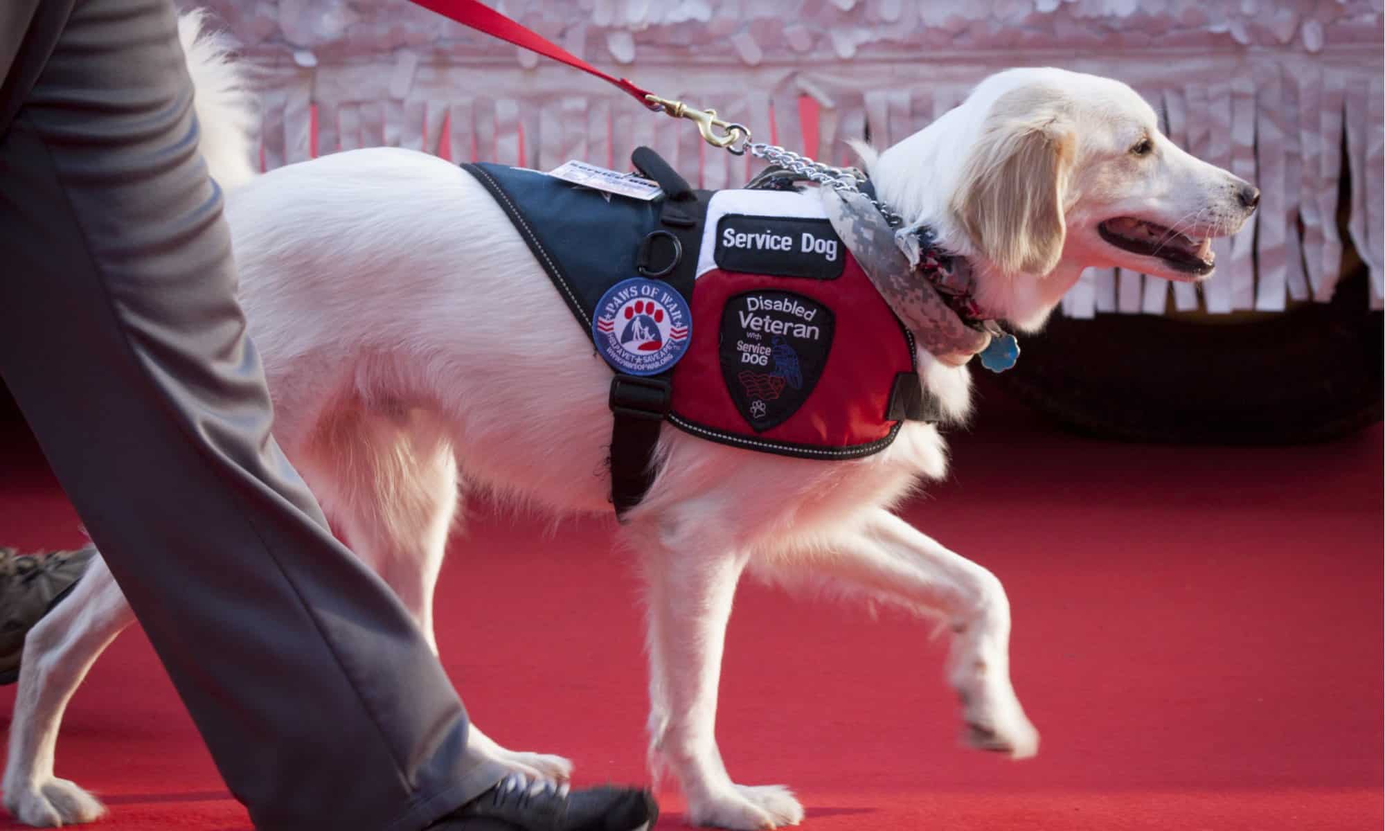  I cani sono ammessi a Buc-ee?  2 regole importanti da sapere
