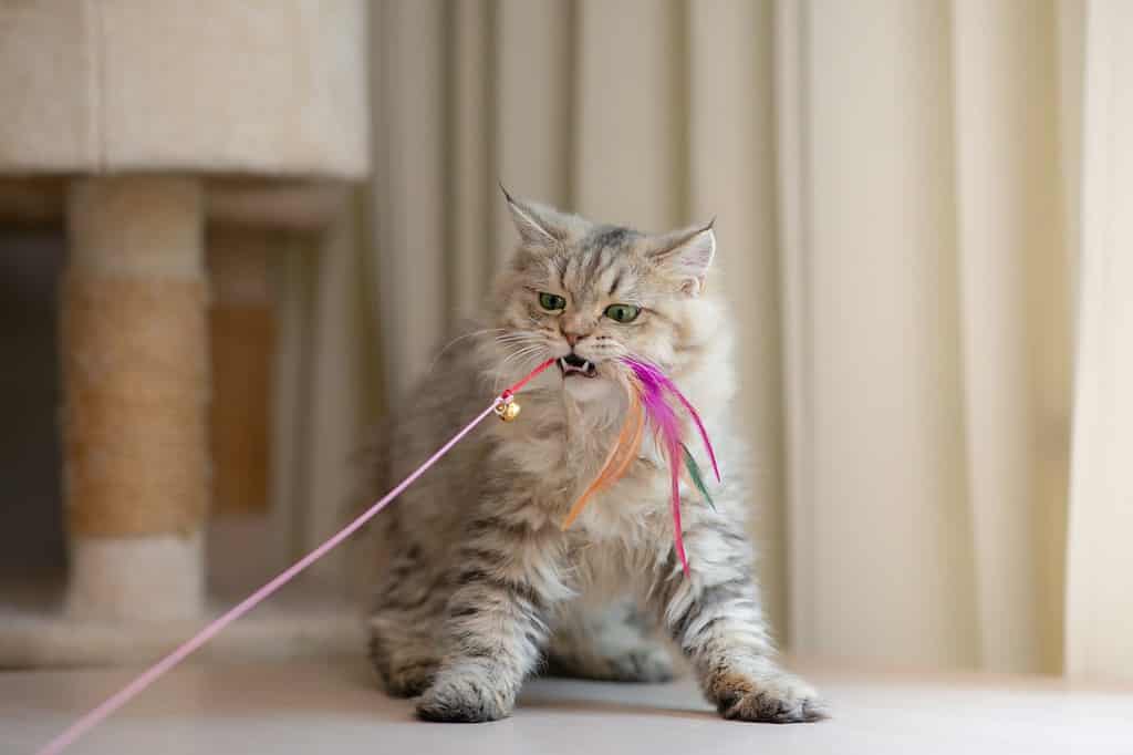 sono gatti che giocano o litigano