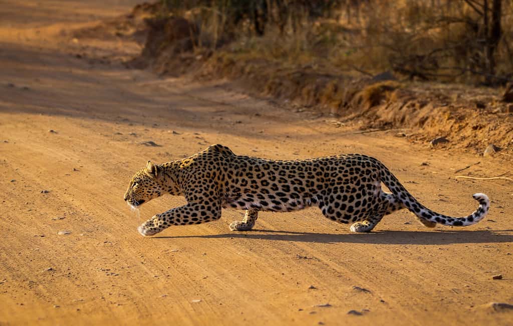 Leopardo che insegue un branco di Impala