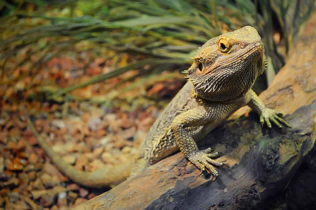 Un giovane drago barbuto in un terrario, appoggiato a un tronco e guardando nella telecamera con disprezzo