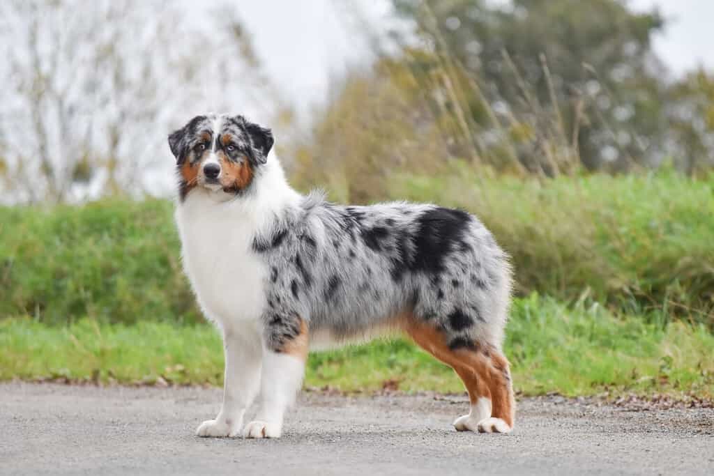 Il cane pastore australiano sta lateralmente in piena crescita e guarda la telecamera