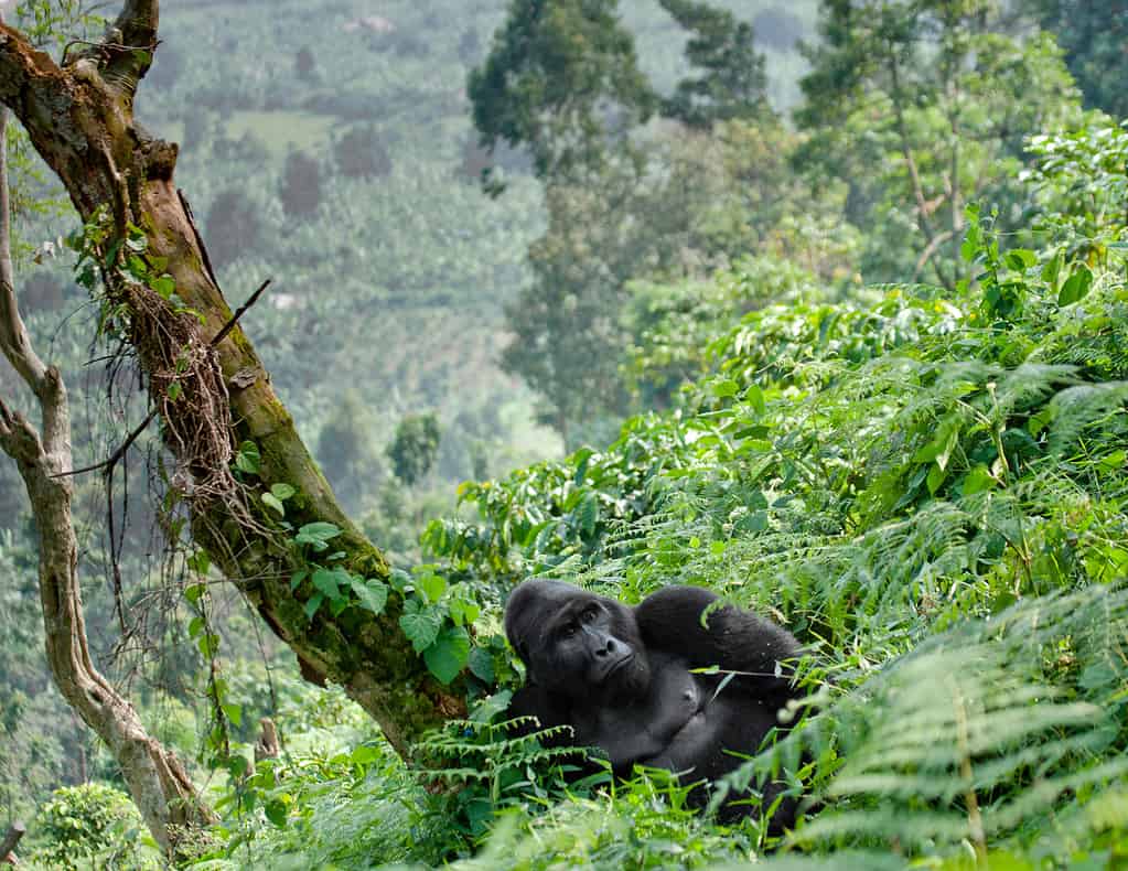 Gorilla di montagna maschio dominante nell'erba.  Uganda.  Parco nazionale della foresta impenetrabile di Bwindi.