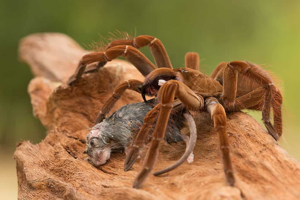 Il mangiatore di uccelli Golia (Theraphosa blondei) appartiene alla famiglia delle tarantole Theraphosidae.  Trovato nel nord del Sud America, è il ragno più grande del mondo per massa e dimensioni