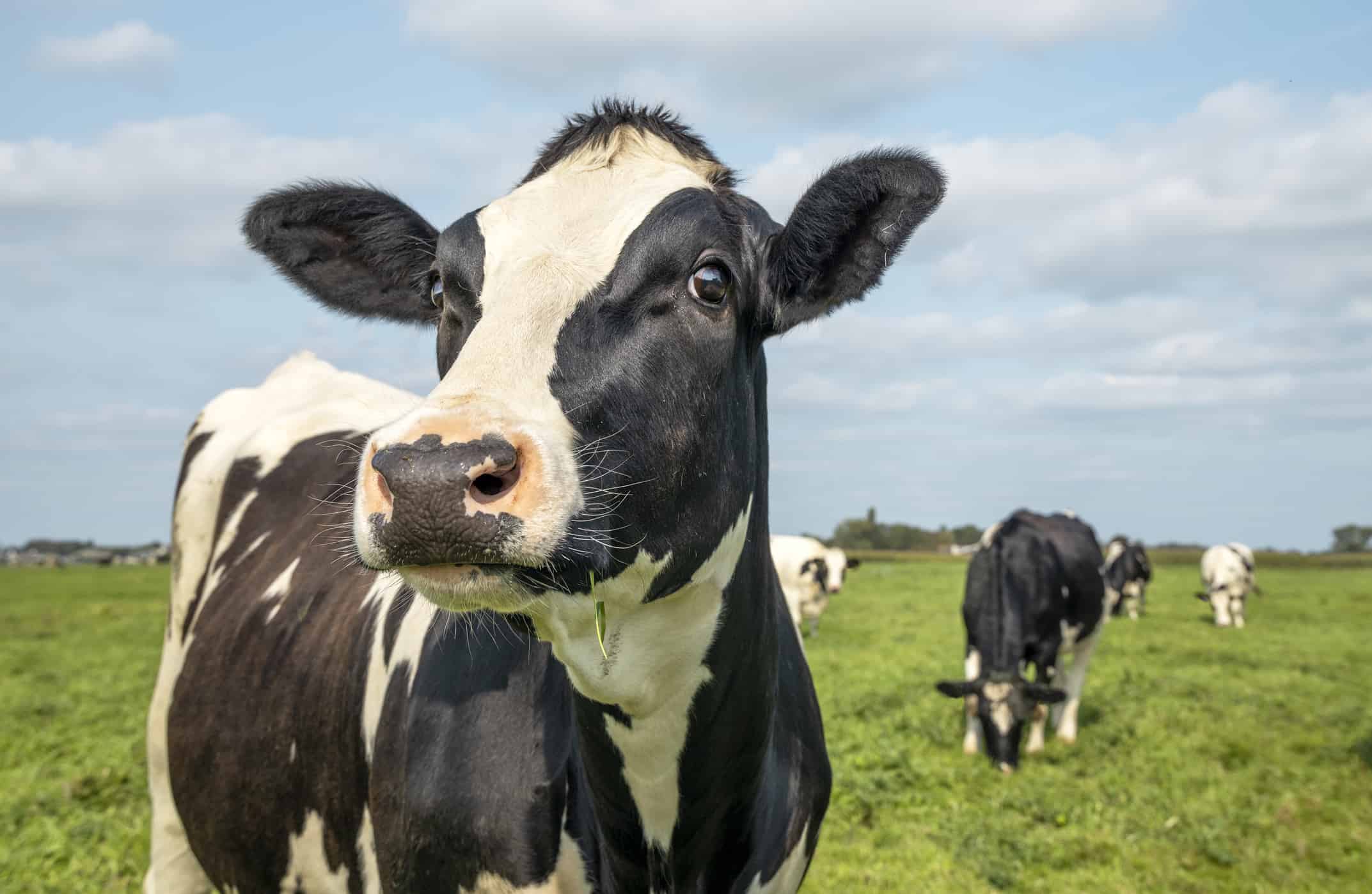 Mucca matura, sguardo sorpreso gentile curioso in bianco e nero