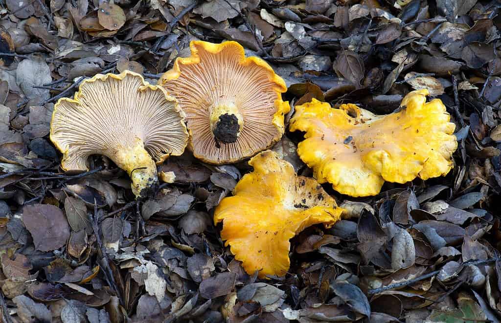 Cantharellus californicus fotografato a Oakland.  Sotto Quercus agrifolia.