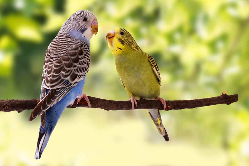 i pappagalli sono nel posatoio sullo sfondo verde