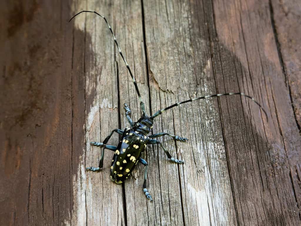 Lo scarabeo asiatico dalle lunghe corna (Anoplophora glabripennis), noto anche come scarabeo del cielo stellato o ALB, è originario della Cina orientale e della Corea.