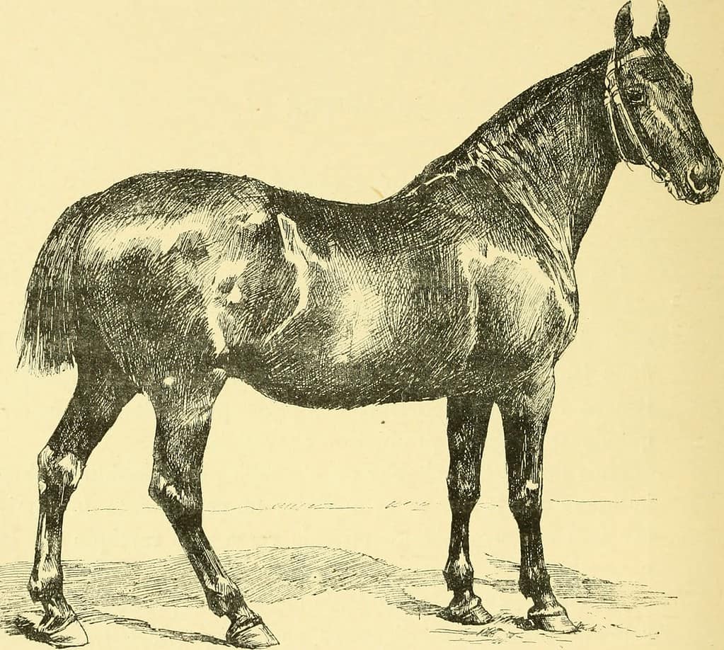 Cavallo di Oldemburg