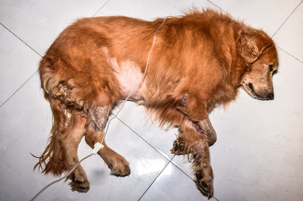 La soluzione salina sottocutanea per i cani. La malattia renale del cane