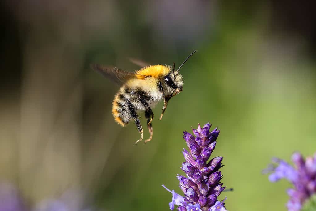 un calabrone volante nell'aiuola con fiori di Agastache