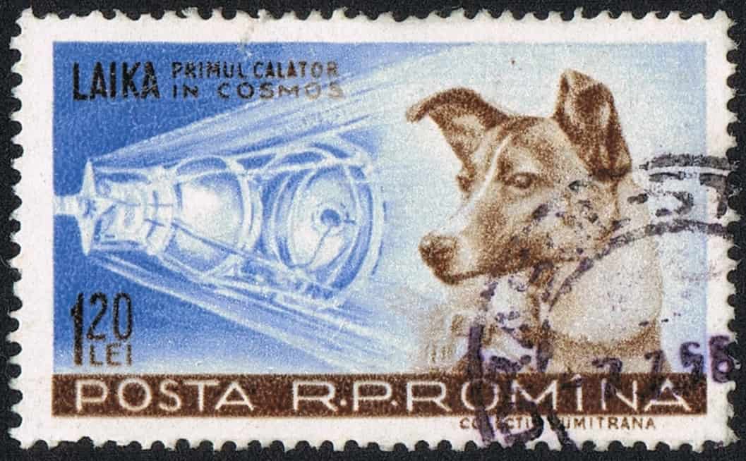 Laika, il primo cane ad orbitare attorno alla terra.