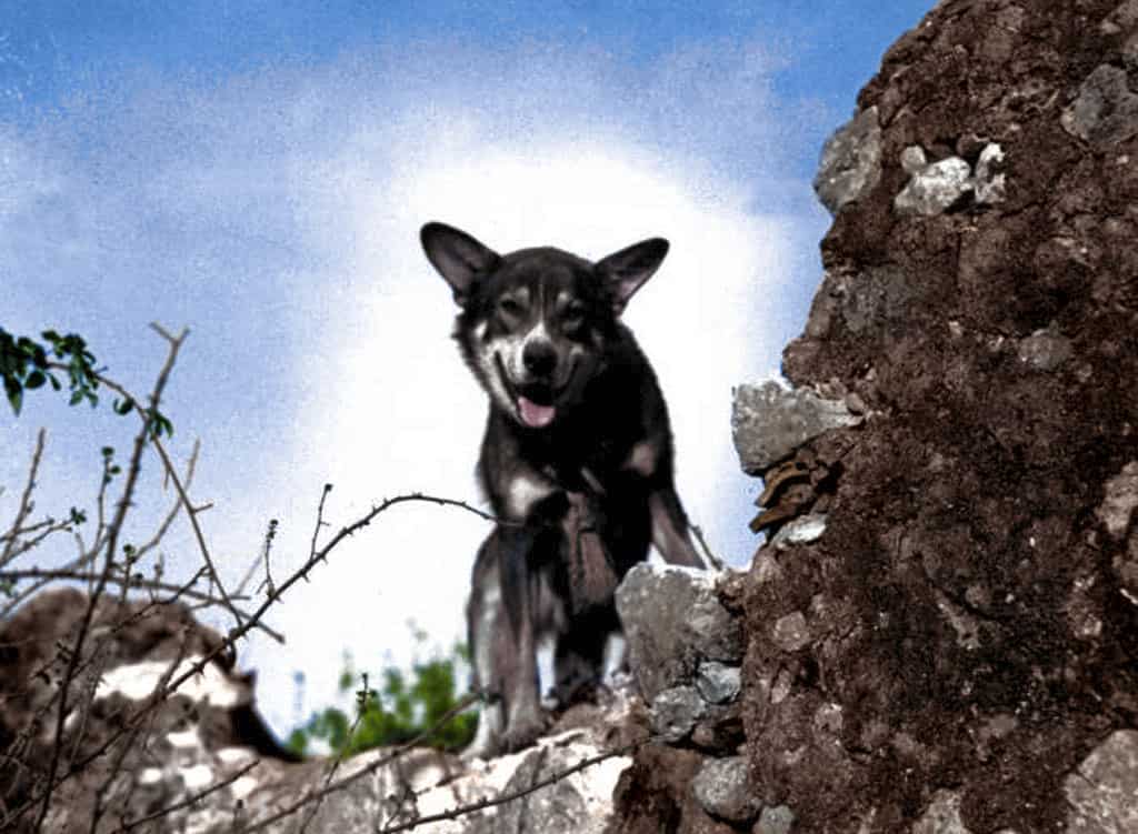 Pv.  Chips (1940-1946) era un cane da guerra addestrato come cane da sentinella per l'esercito degli Stati Uniti e il cane da guerra più decorato della seconda guerra mondiale.