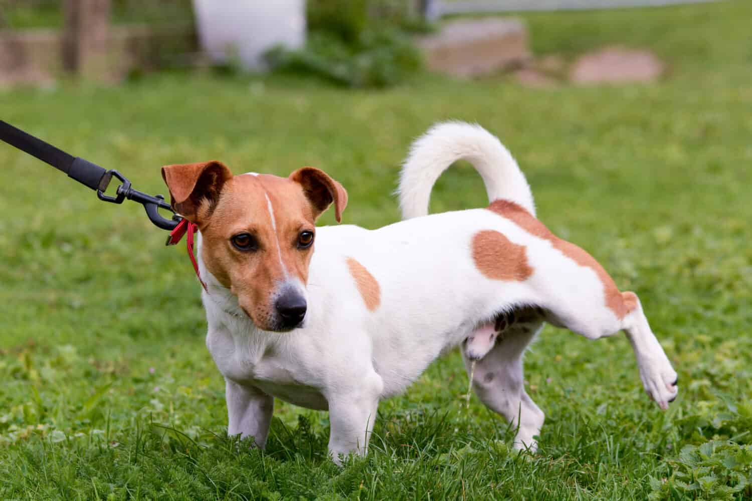 Il cane Jack Russell alza la gamba e fa pipì