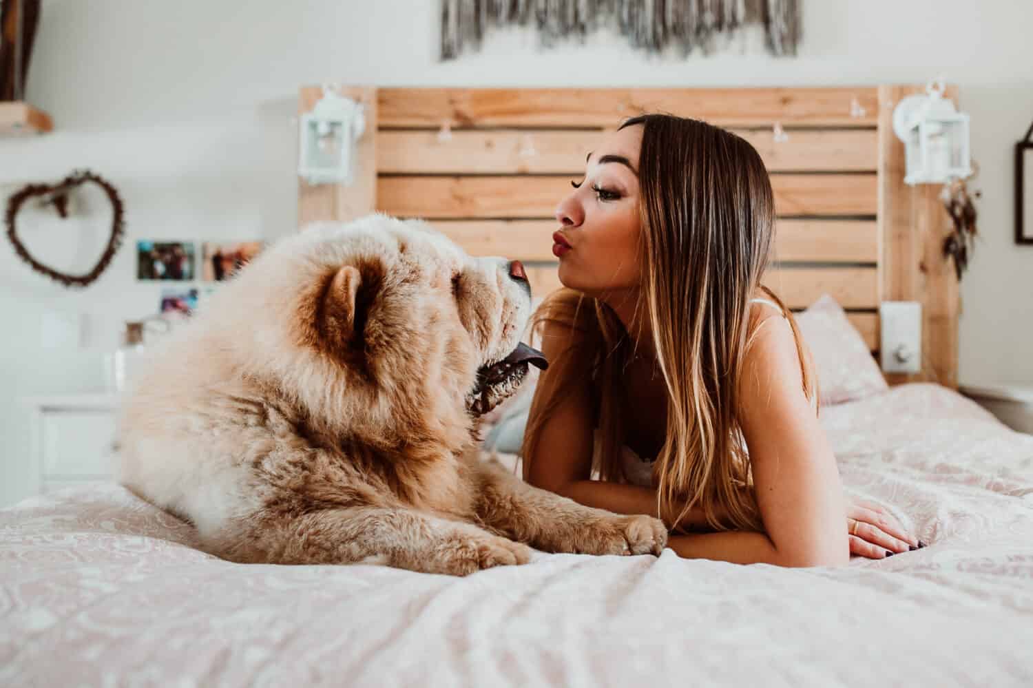 cane chow chow che lecca il viso della ragazza.  Sdraiato a letto rilassato e spensierato.  Condividere felicità e amore.  Stile di vita