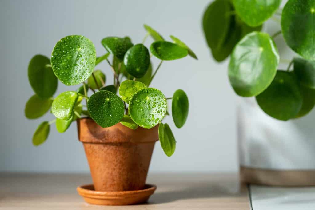 Primo piano della pianta d'appartamento Pilea peperomioides in vaso di terracotta su tavolo bianco a casa.  Luce del sole.  Pianta monetaria cinese con gocce d'acqua su foglie verdi.  Giardinaggio indoor, concetto di hobby