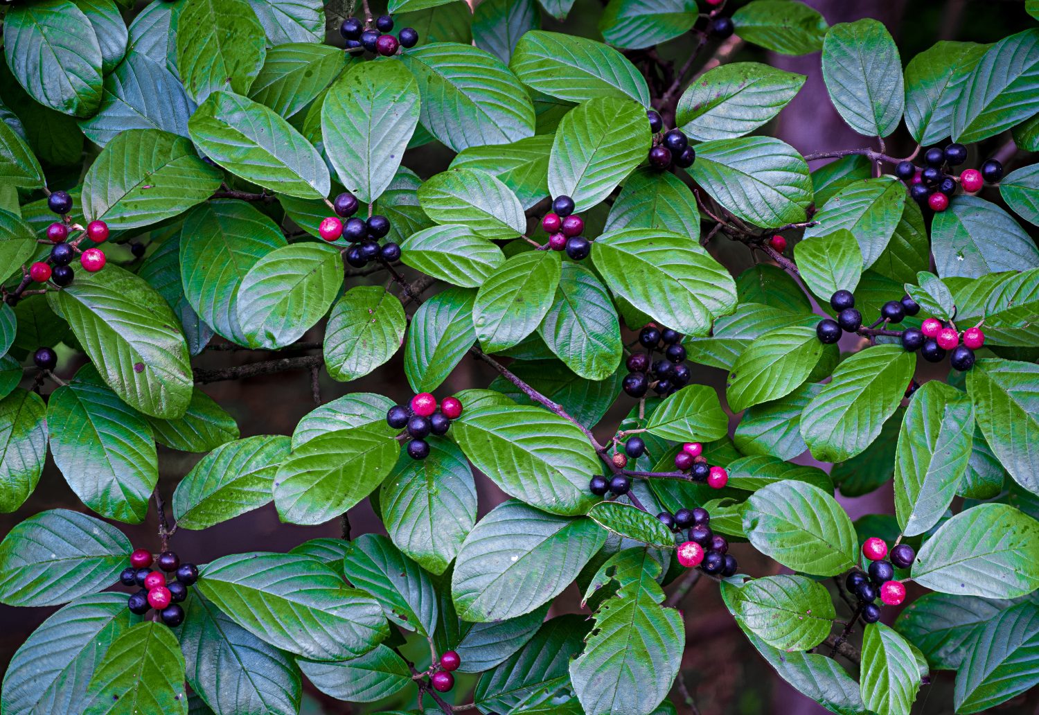Bacche e foglie dell'olivello spinoso della Carolina (Rhamnus carolinianus) all'inizio dell'autunno nella Virginia centrale.  Le bacche mature (nere) sono le preferite degli uccelli.