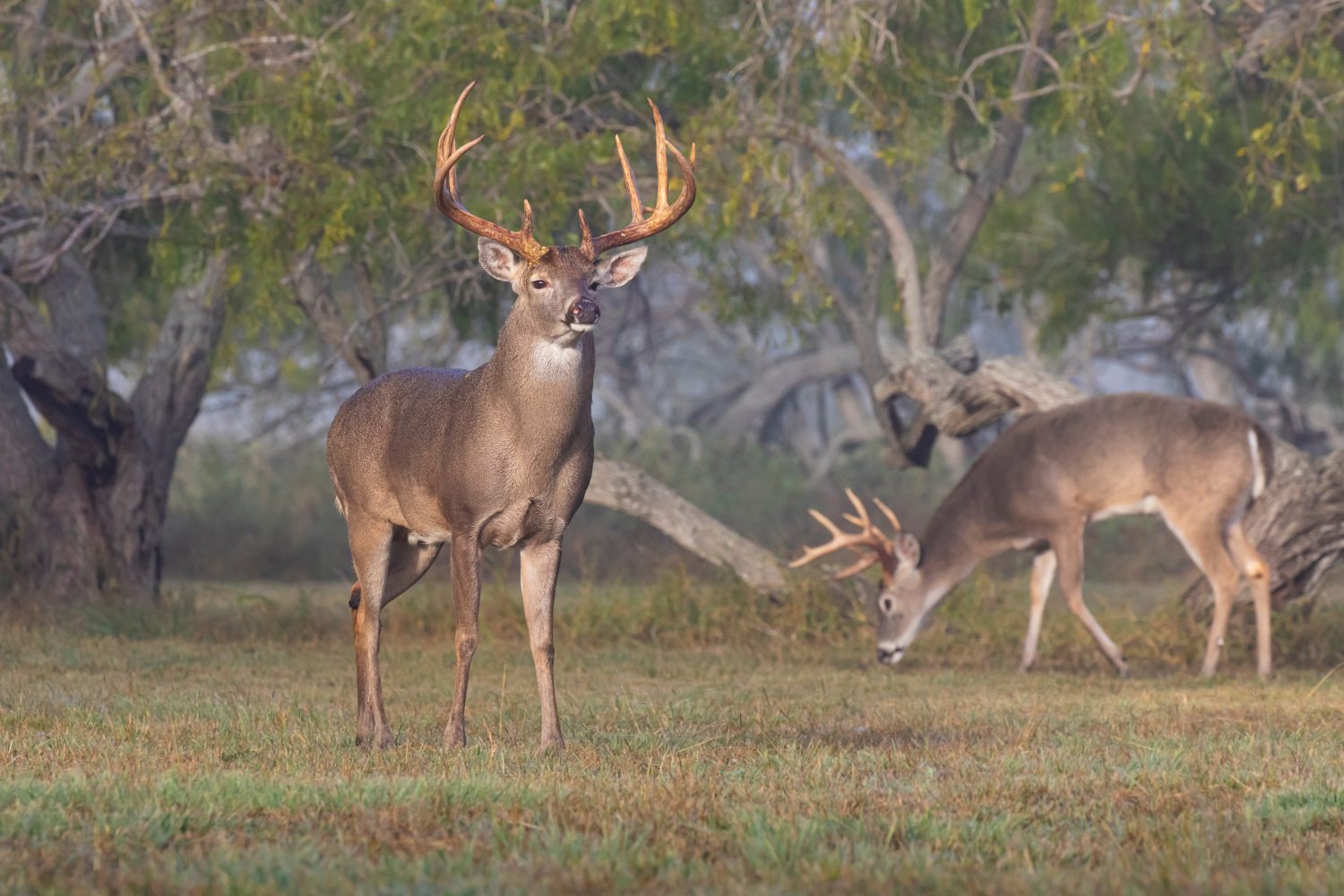 Cervo dalla coda bianca (Odocoileus virginianus) che trascina le femmine