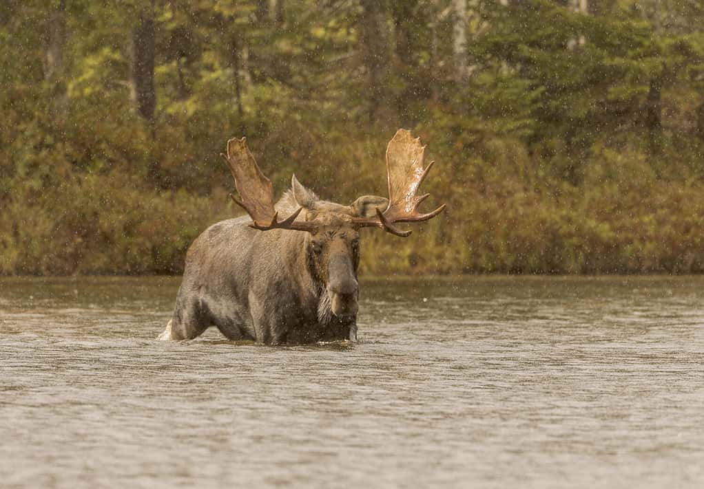 Data della pioggia - Un alce maschio guada l'acqua alla ricerca di un'alce mucca durante la stagione degli amori autunnali sotto la pioggia.  Parco statale di Baxter, Millinocket, Maine.