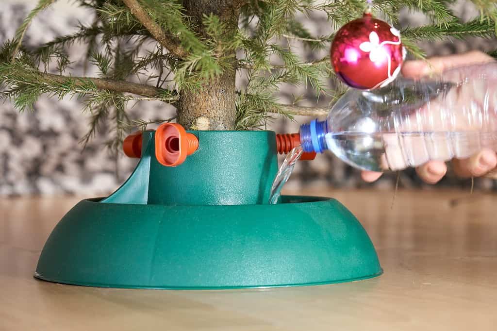 Mano maschile che versa acqua nel supporto di plastica per l'albero di Natale organico decorato da una bottiglia di plastica alla vigilia di Capodanno nell'appartamento della città