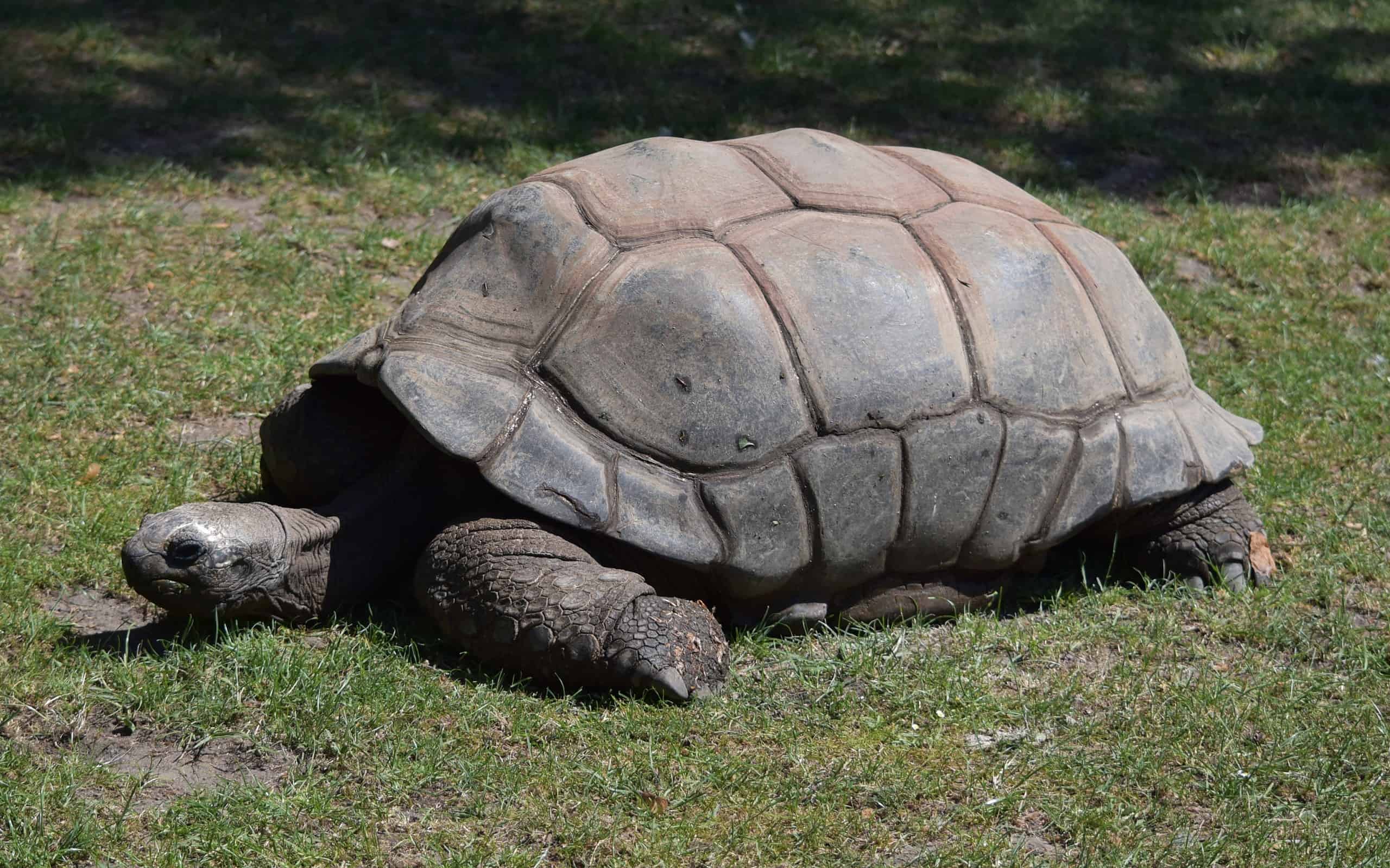 Tartaruga gigante di Aldabra