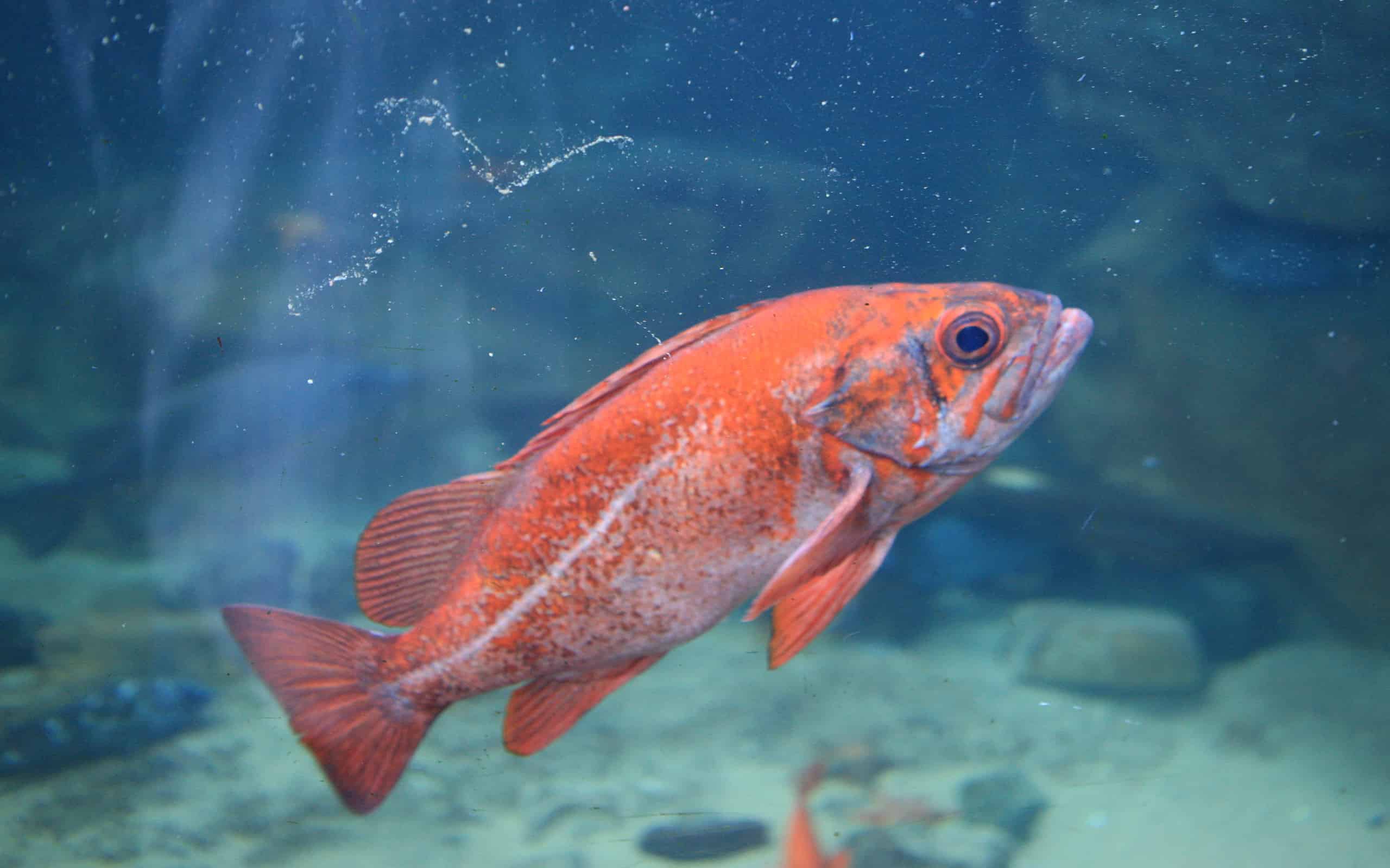 Scorfano dall'occhio ruvido