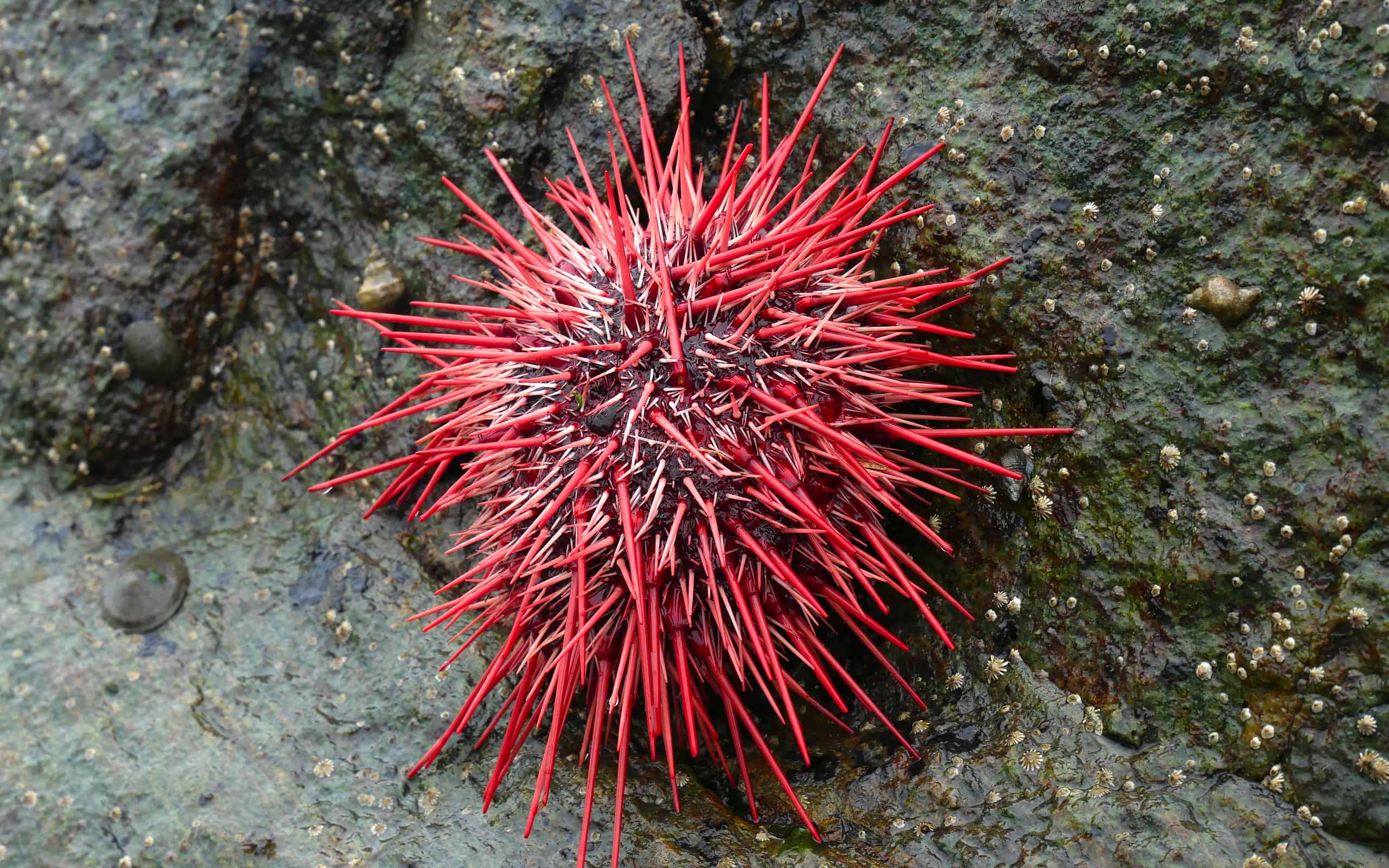 Riccio di mare rosso