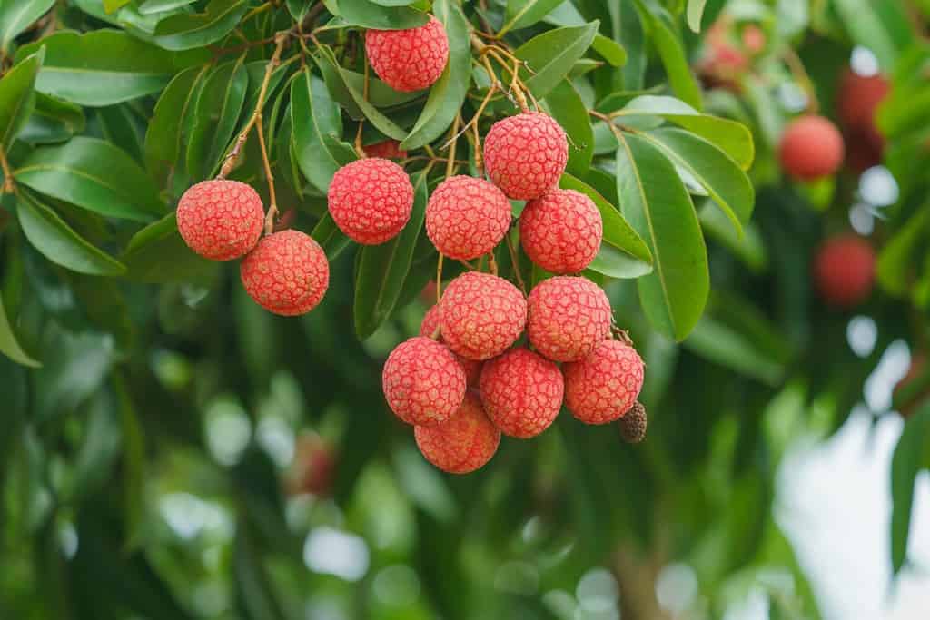 I frutti freschi e maturi del litchi pendono sull'albero del litchi nel giardino