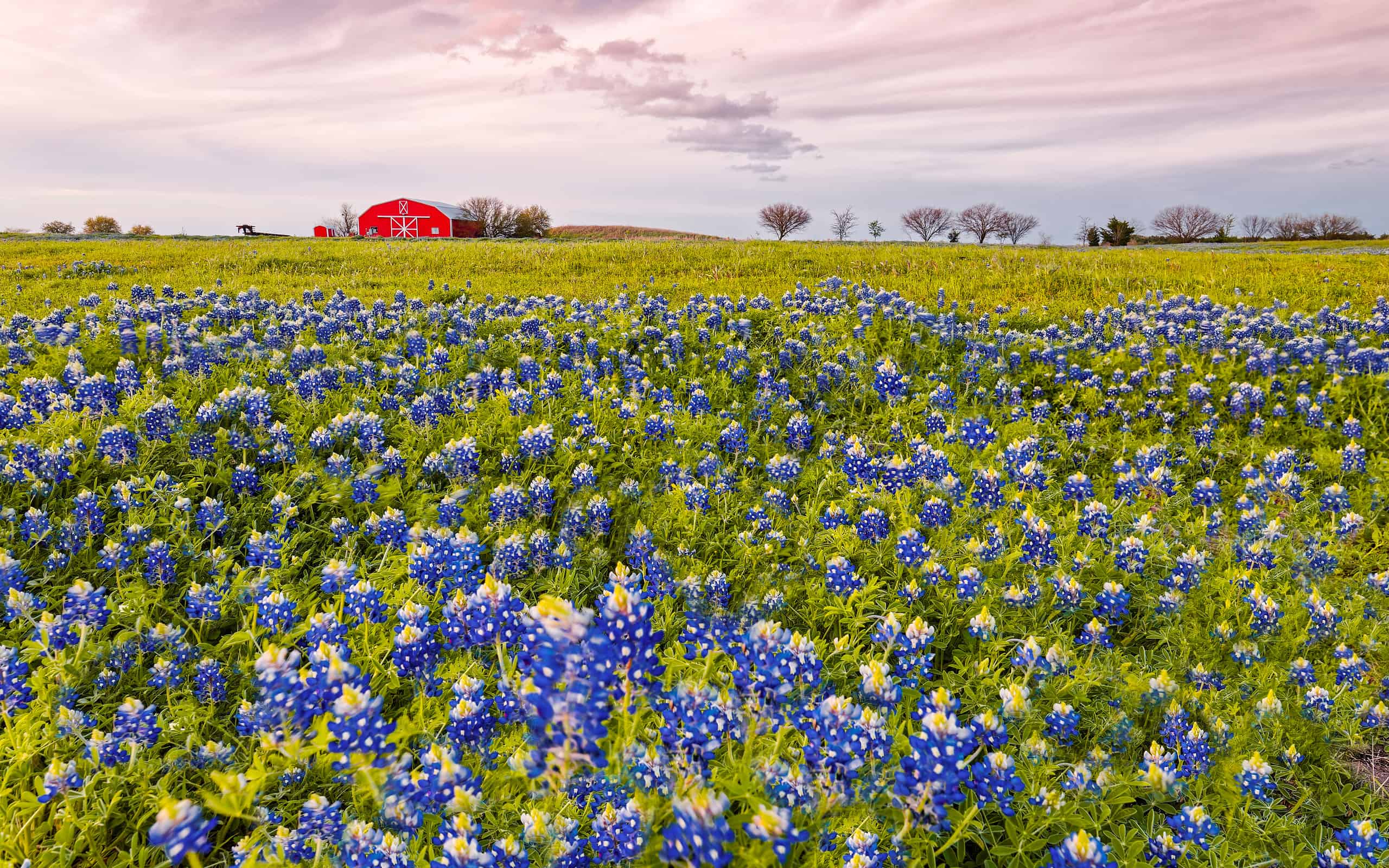 Bluebonnets e fienile rosso nella contea di Washington - Chappell Hill - Brenham - Texas