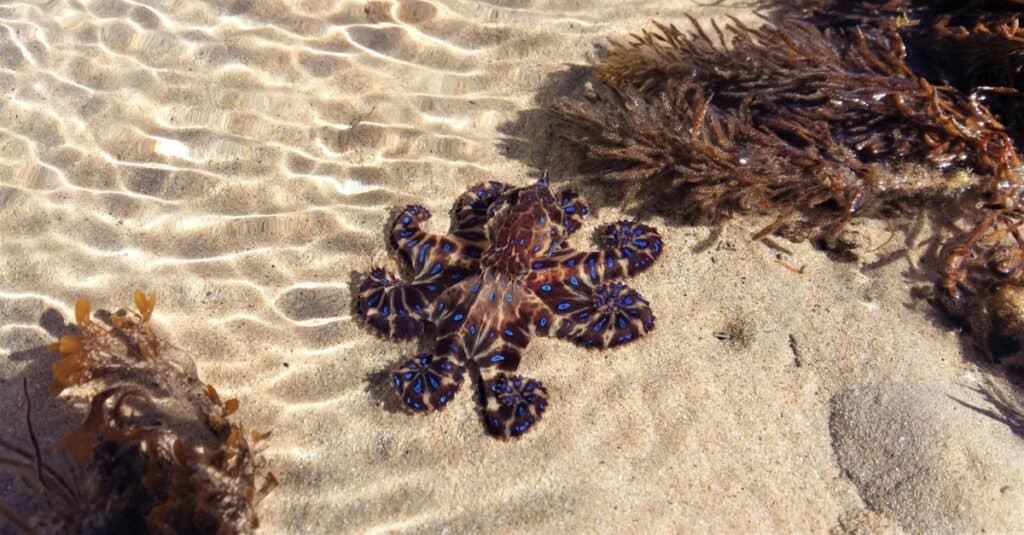 Vivace polpo dagli anelli blu con tentacoli arricciati, che si gode il sole in una giornata estiva mentre si trova in una pozza di marea poco profonda a Point Lonsdale