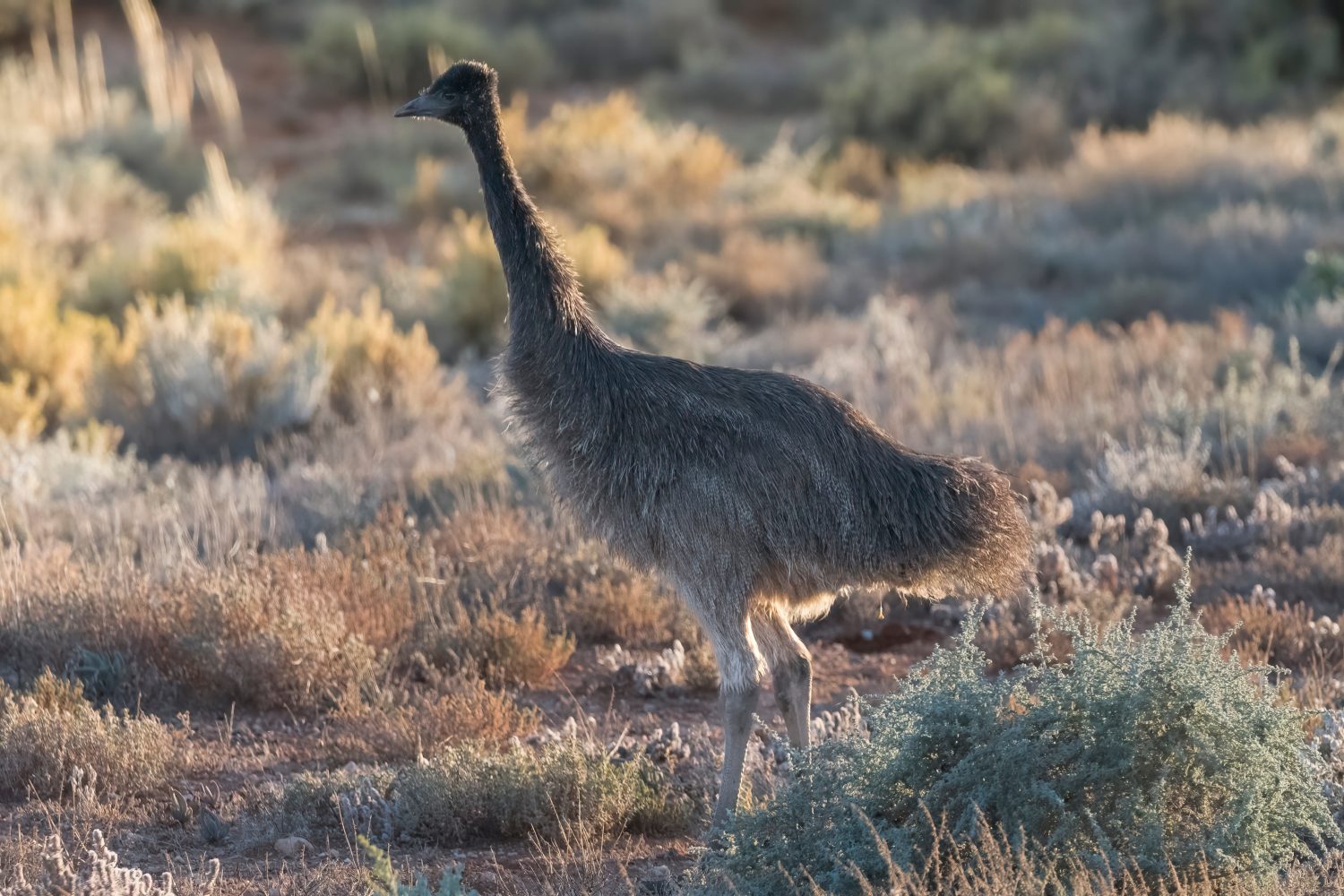 Un giovane Emu nella luce del primo mattino