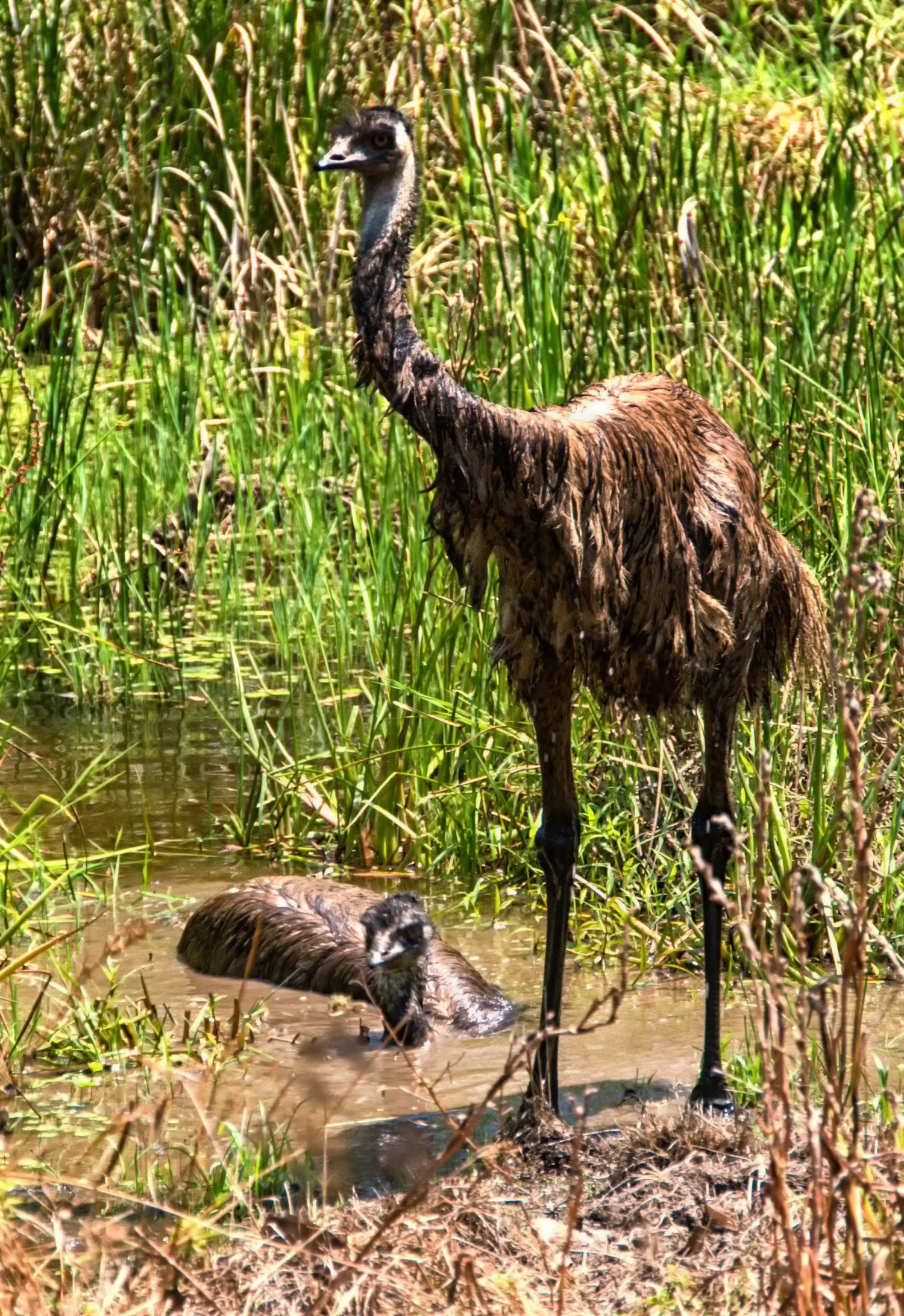 Emu si sta rinfrescando in una giornata calda