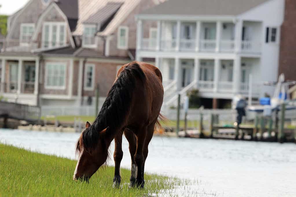 Pony selvatico di Carrot Island sulla costa della Carolina del Nord