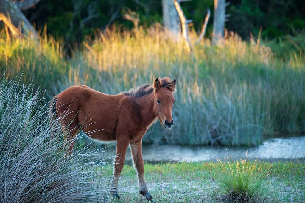 Cavalli spagnoli selvaggi sulle banche di Shackleford