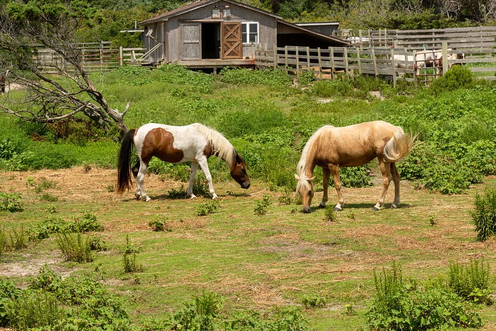 Pony selvaggi sull'isola di Ocracoke