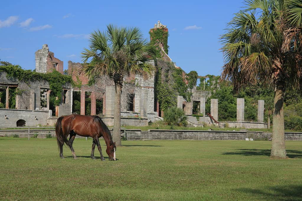 Cumberland Island - Georgia, Cavallo, Georgia - Stato USA, Animali allo stato selvatico, Incolto