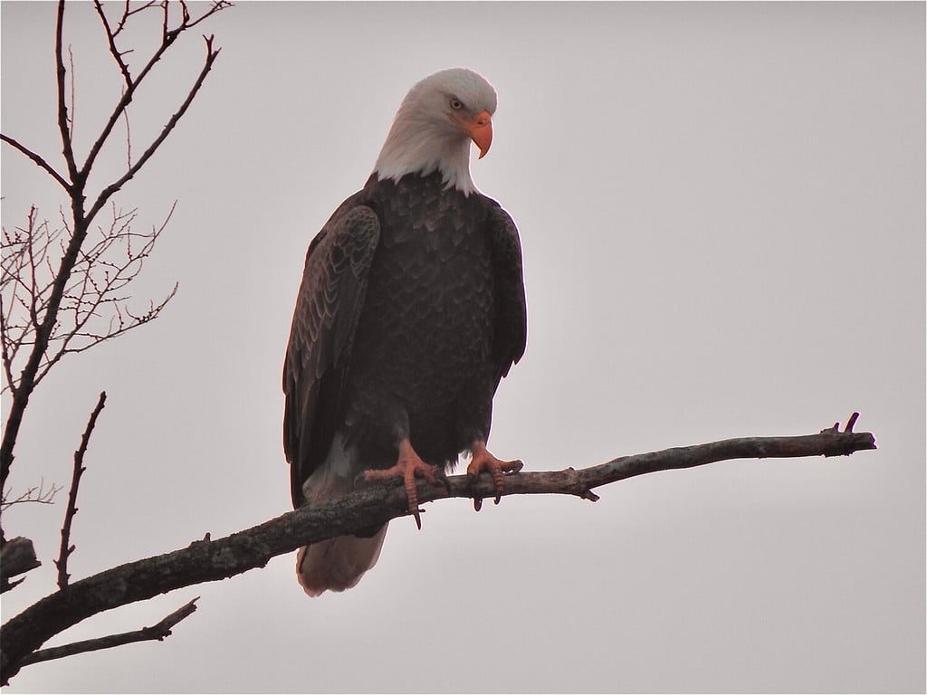 Aquila calva, area unica del Monte Loretto, Staten Island, New York