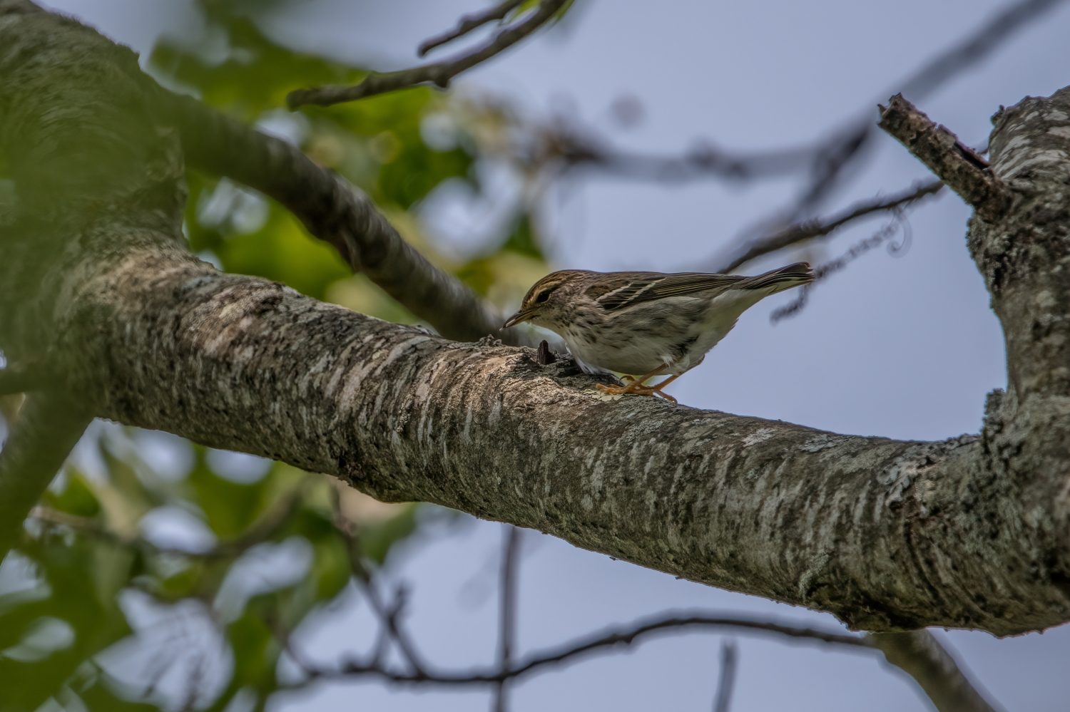 Una femmina di blackpoll warbler su un ramo di albero con cielo blu sullo sfondo, vista laterale completa dell'uccello.
