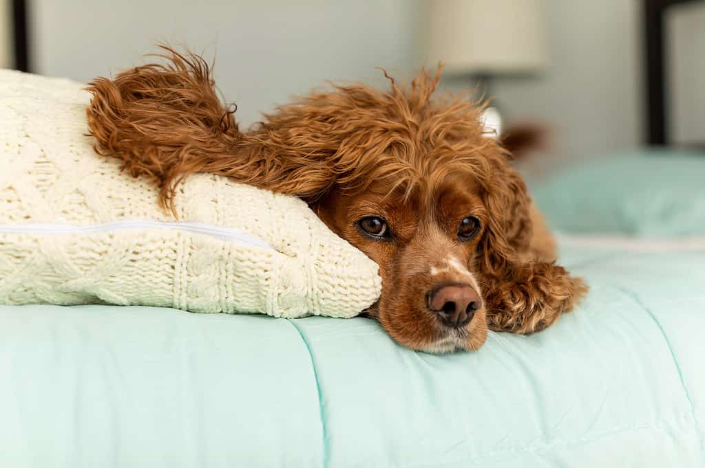 cane cocker spaniel sdraiato in un letto