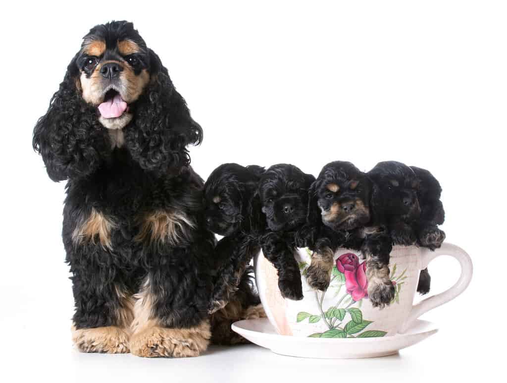 cucciolata di cuccioli di cocker spaniel americano con la madre - 6 settimane
