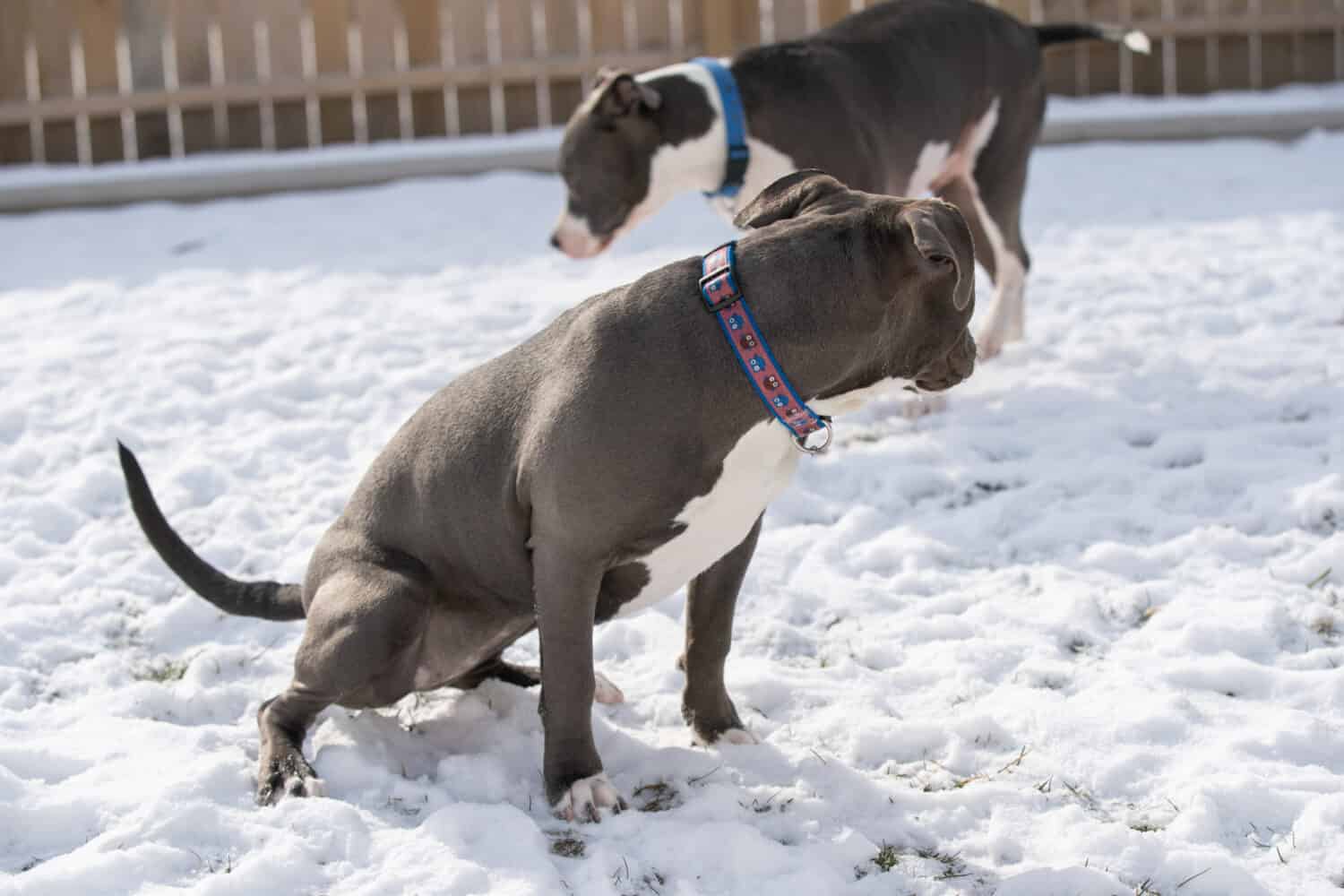 il cucciolo di pitbull fa pipì nella neve