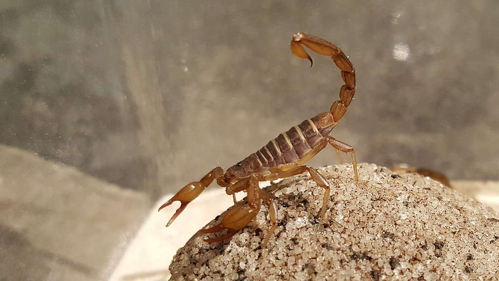  Gli scorpioni sanno nuotare?  10 fatti su come gestiscono l'acqua
