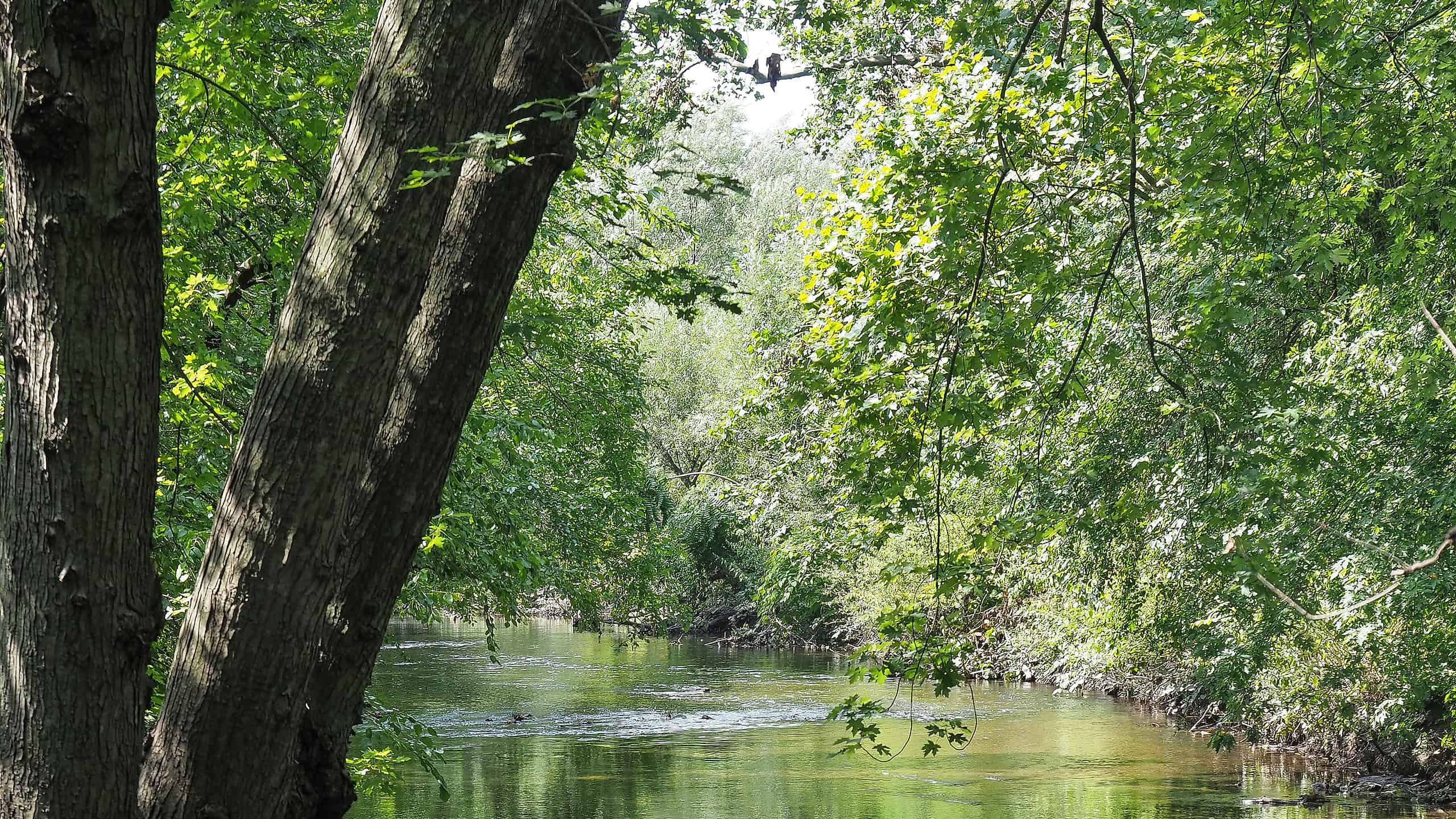 Bronx River, all'interno di Shoelace Park, Bronx, New York.  Guardando a sud dalla sponda orientale del fiume, all'incirca di fronte alla 225esima Strada.